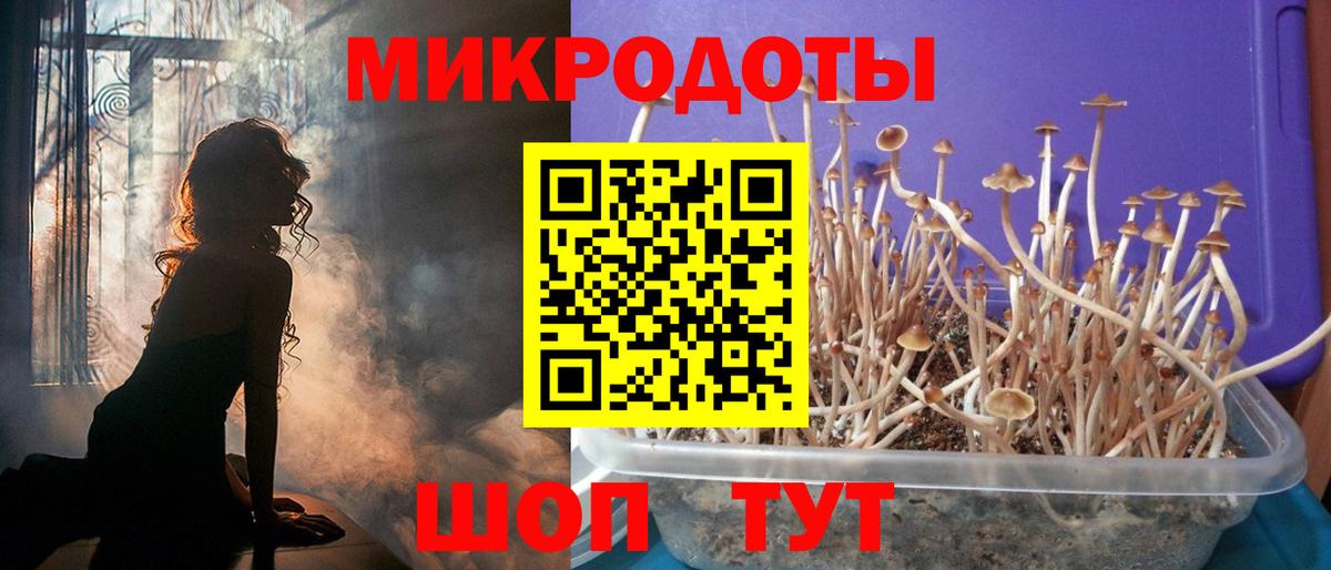 Псилоцибиновые грибы Cubensis Березники